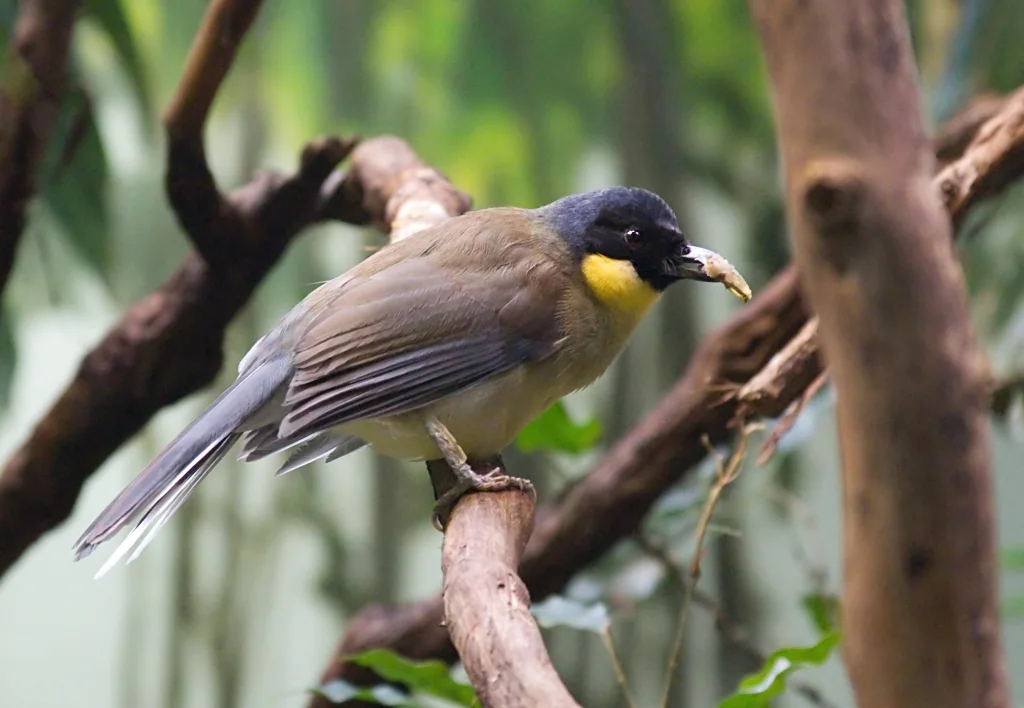 靛冠噪鹛（Pterorhinus courtoisi）