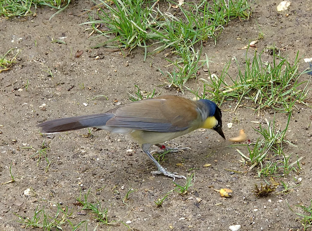靛冠噪鹛（Pterorhinus courtoisi）