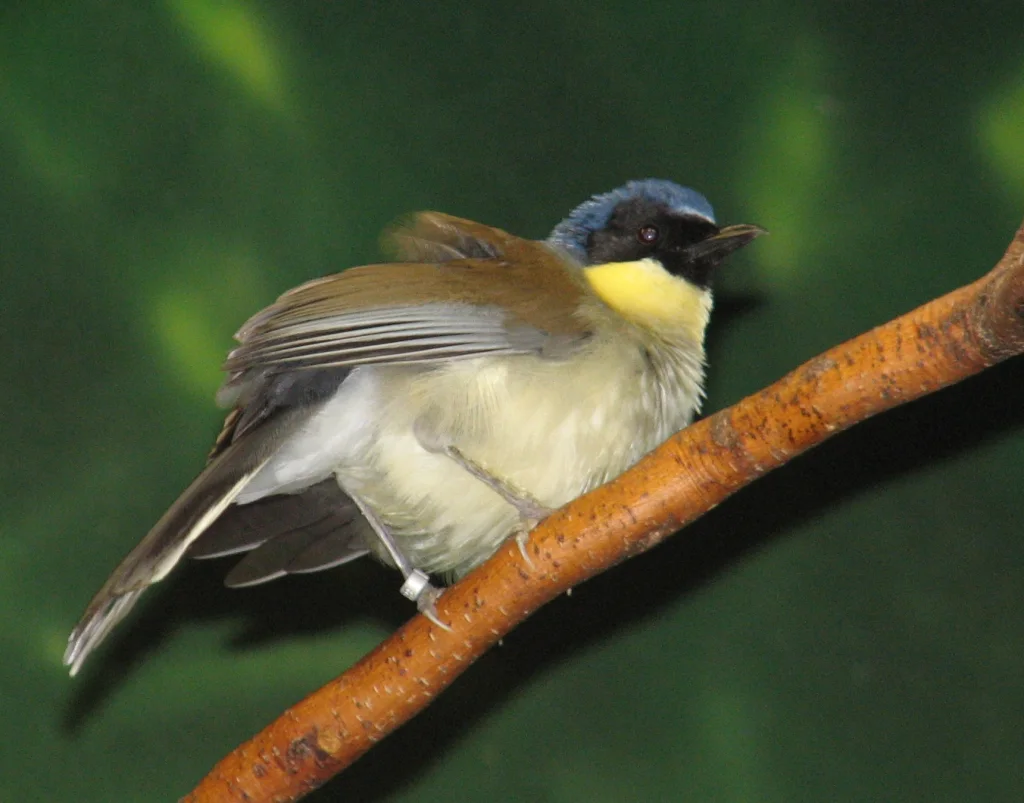 黄喉噪鹛(Pterorhinus galbanus)