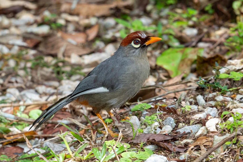 栗顶噪鹛(Pterorhinus mitratus)