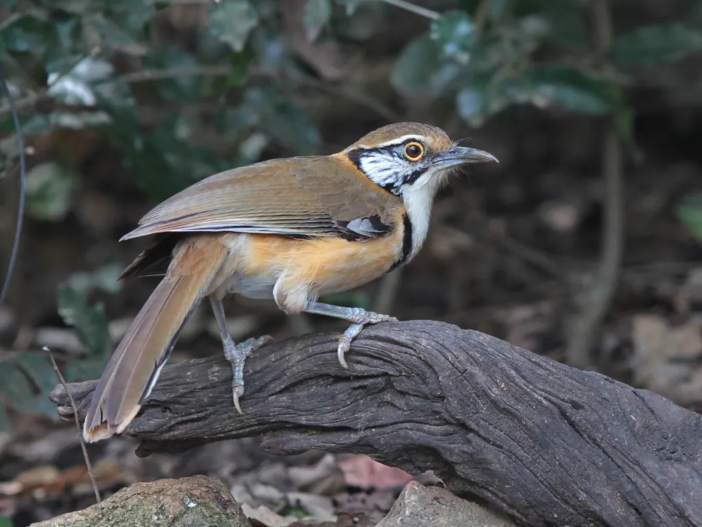 黑领噪鹛(Pterorhinus pectoralis)