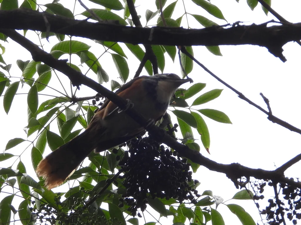 黑领噪鹛(Pterorhinus pectoralis)