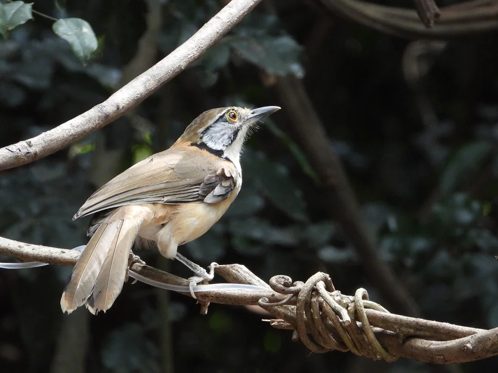 黑领噪鹛(Pterorhinus pectoralis)