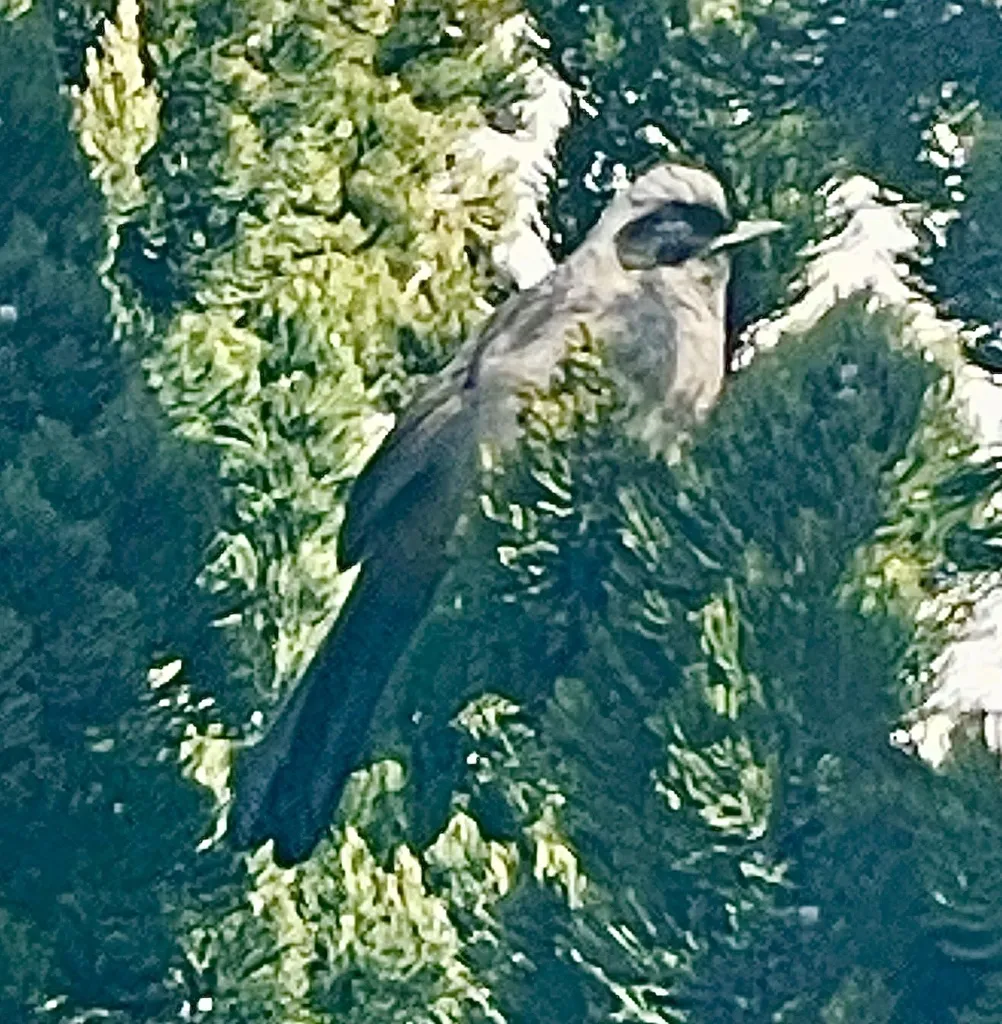 黑脸噪鹛(Pterorhinus perspicillatus)