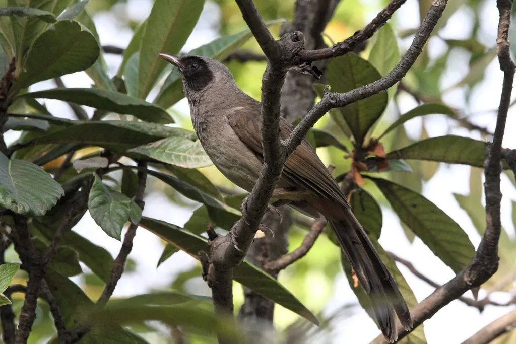 黑脸噪鹛(Pterorhinus perspicillatus)