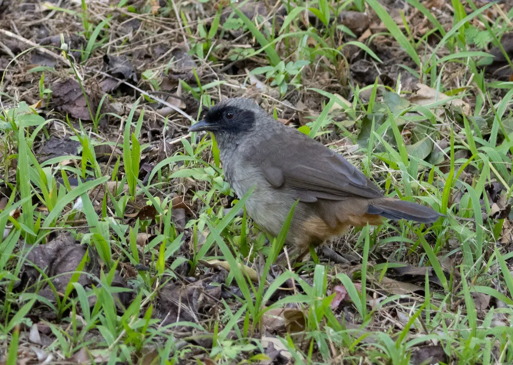 黑脸噪鹛(Pterorhinus perspicillatus)