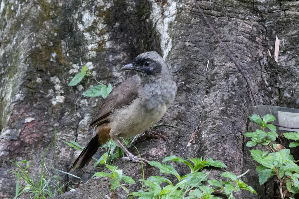 黑脸噪鹛(Pterorhinus perspicillatus)