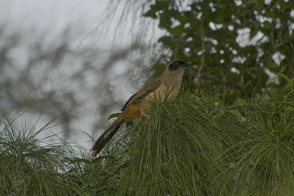 黑脸噪鹛(Pterorhinus perspicillatus)