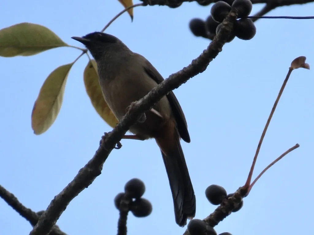 黑脸噪鹛(Pterorhinus perspicillatus)