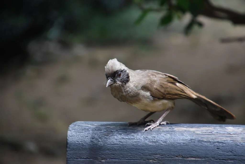 黑脸噪鹛(Pterorhinus perspicillatus)