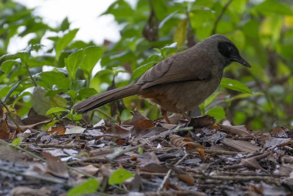 黑脸噪鹛(Pterorhinus perspicillatus)