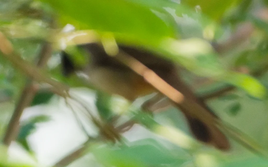 黑脸噪鹛(Pterorhinus perspicillatus)