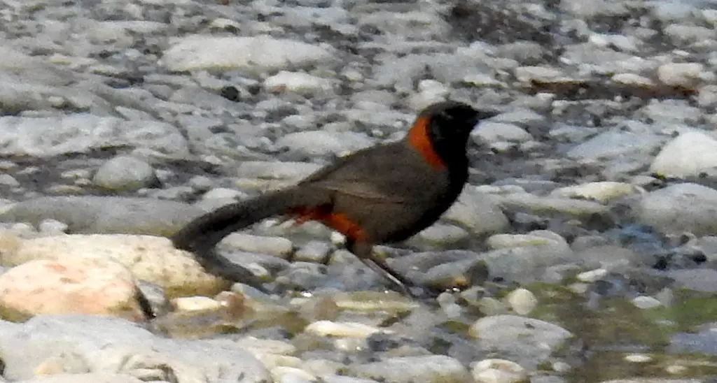 栗颈噪鹛(Pterorhinus ruficollis)