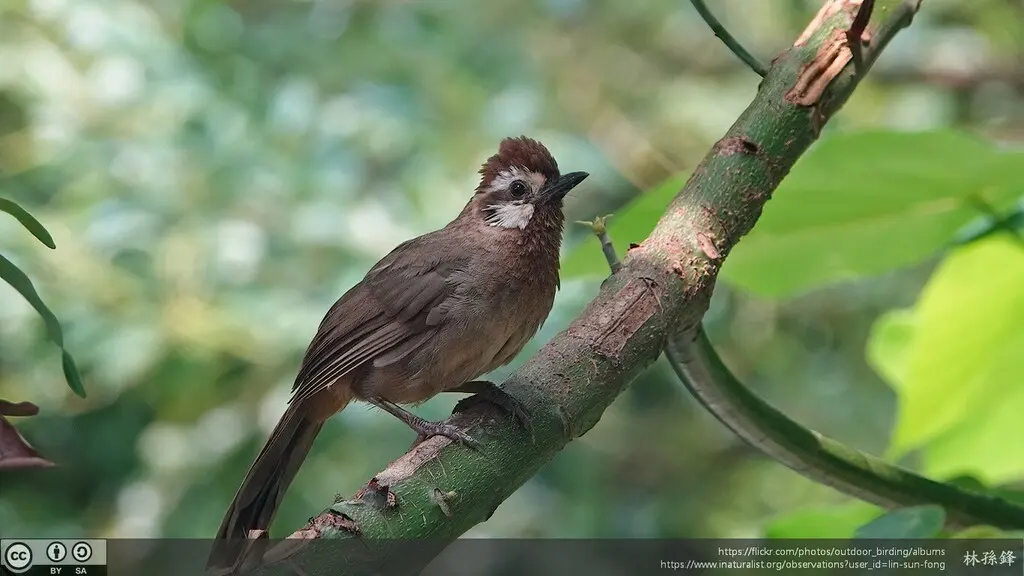 白颊噪鹛(Pterorhinus sannio)