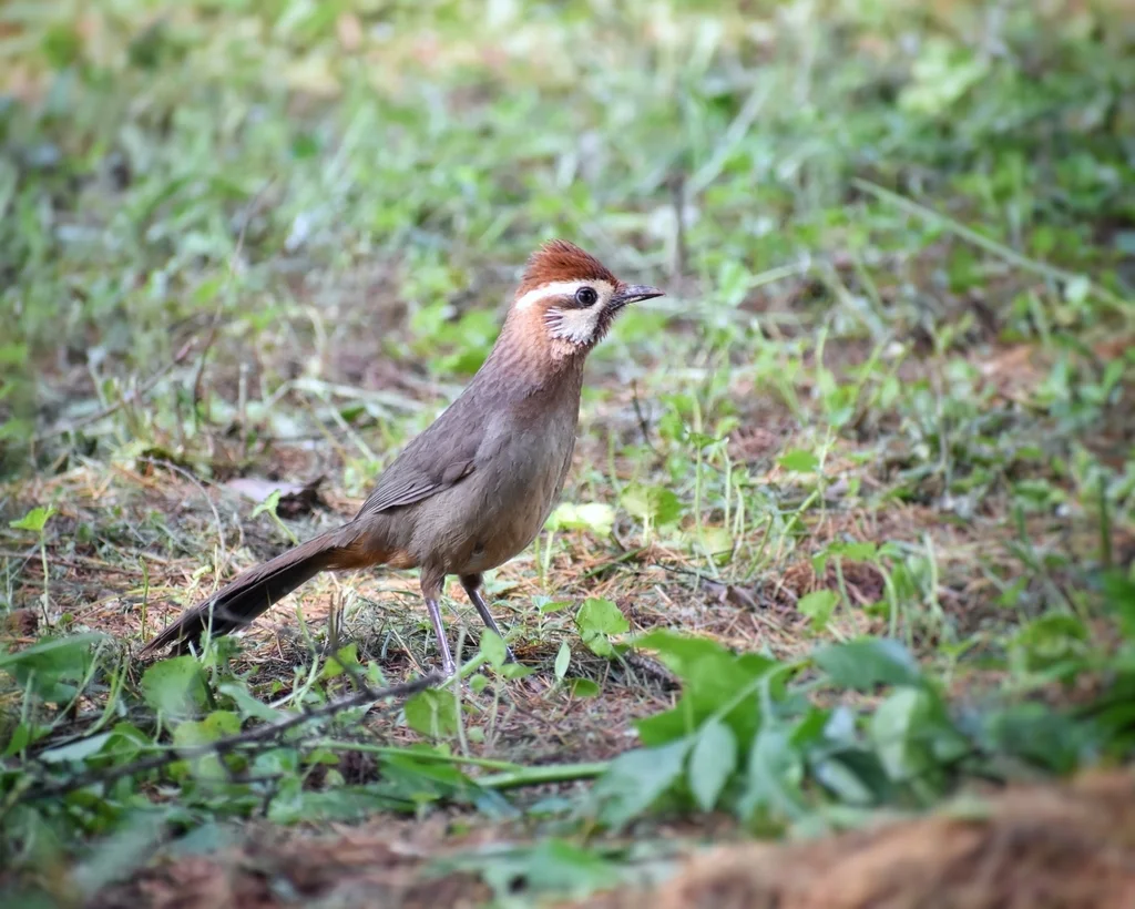 白颊噪鹛(Pterorhinus sannio)