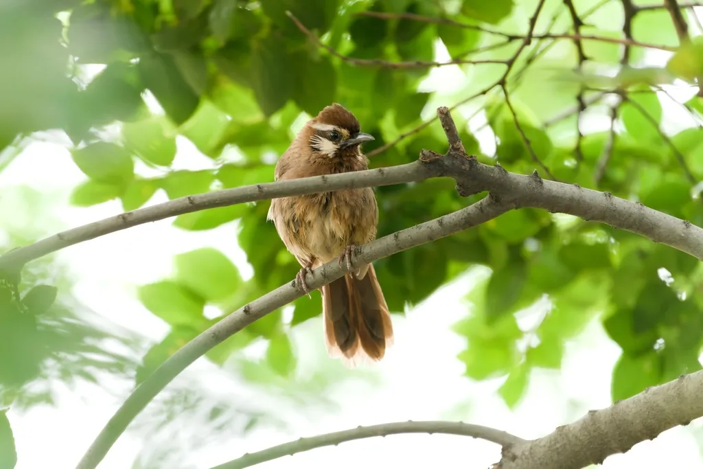 白颊噪鹛(Pterorhinus sannio)