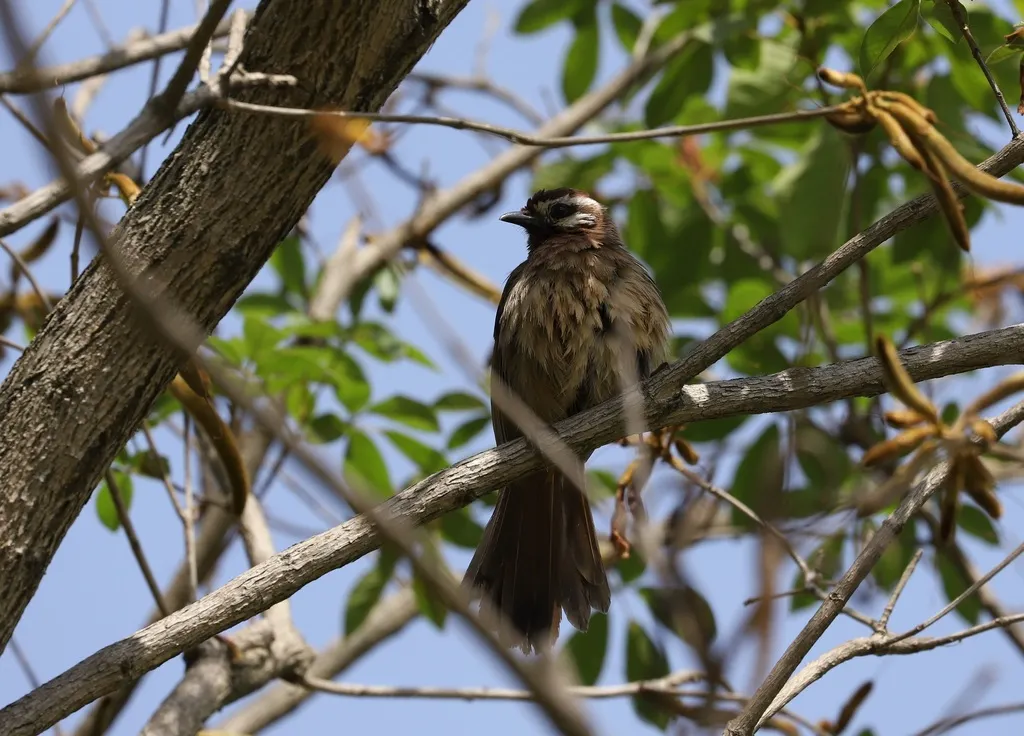白颊噪鹛(Pterorhinus sannio)