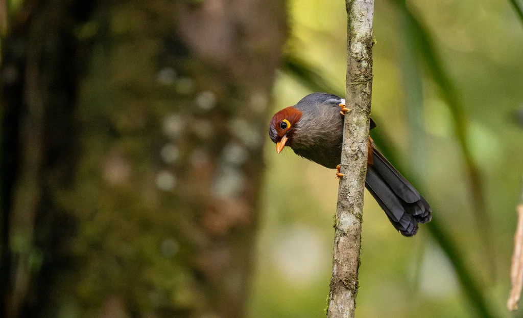 栗头噪鹛(Pterorhinus treacheri)