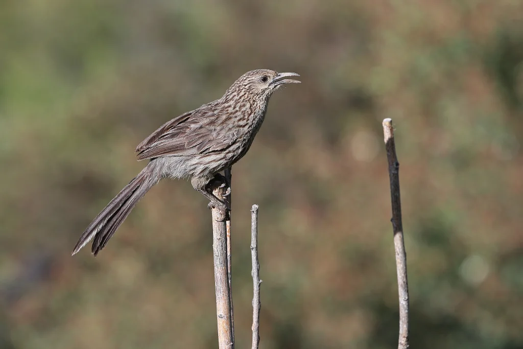 大草鹛(Pterorhinus waddelli)