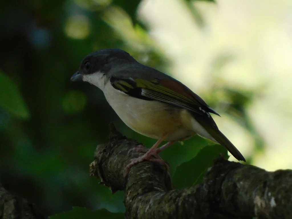 红翅鵙鹛(Pteruthius aeralatus)