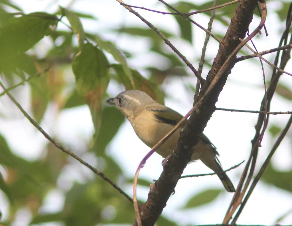 红翅鵙鹛(Pteruthius aeralatus)