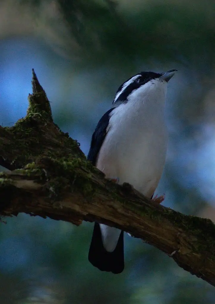 红翅鵙鹛(Pteruthius aeralatus)