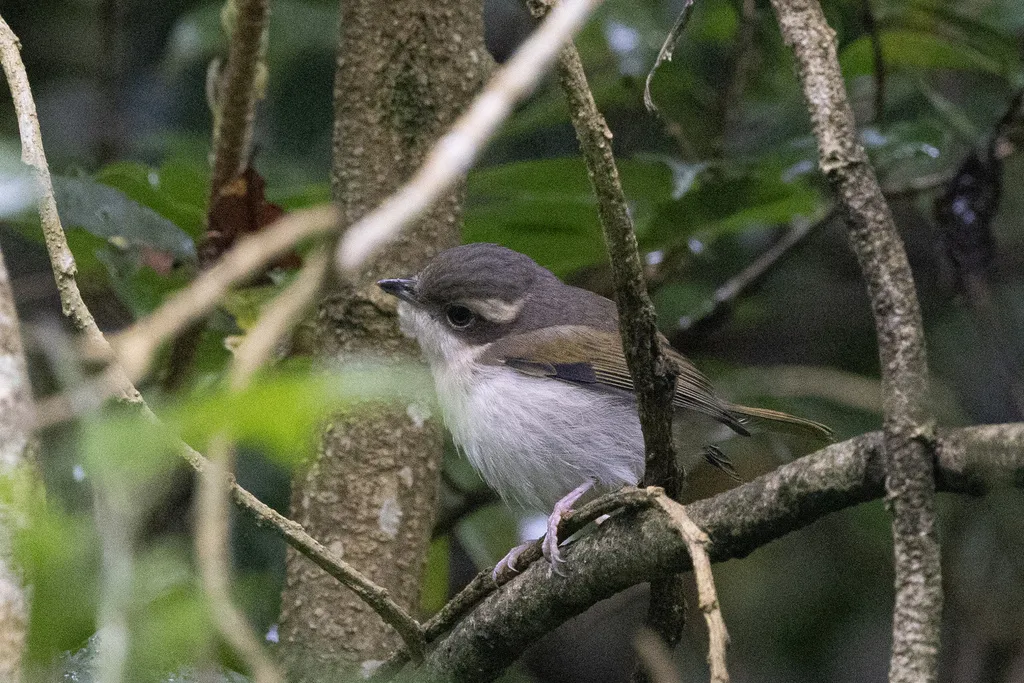 爪哇红翅鵙鹛(Pteruthius flaviscapis)