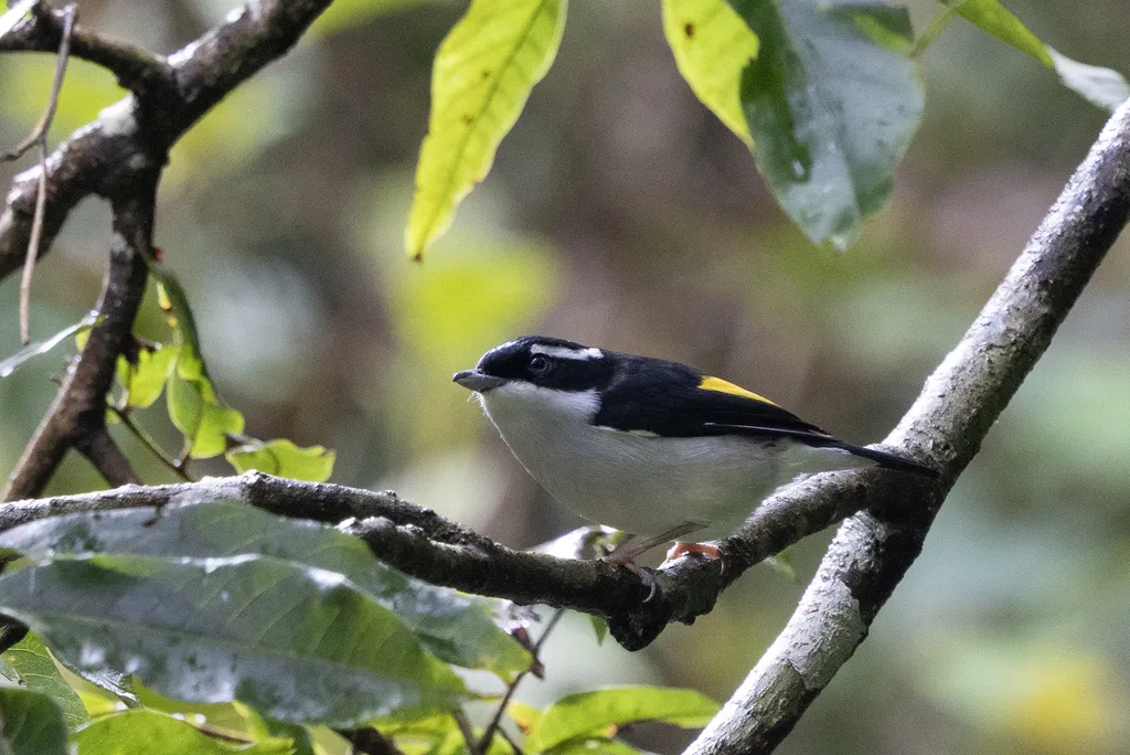 爪哇红翅鵙鹛(Pteruthius flaviscapis)