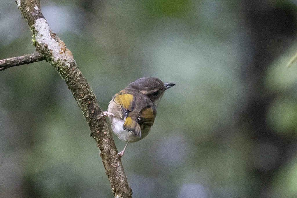 爪哇红翅鵙鹛(Pteruthius flaviscapis)