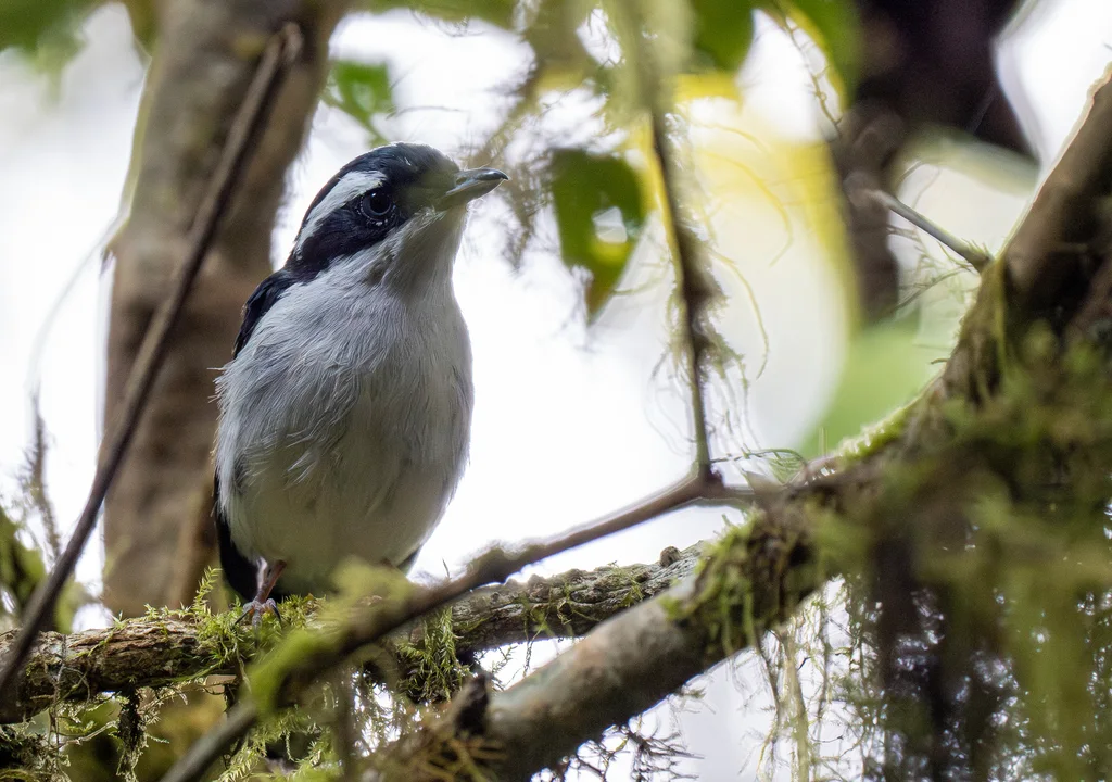爪哇红翅鵙鹛(Pteruthius flaviscapis)