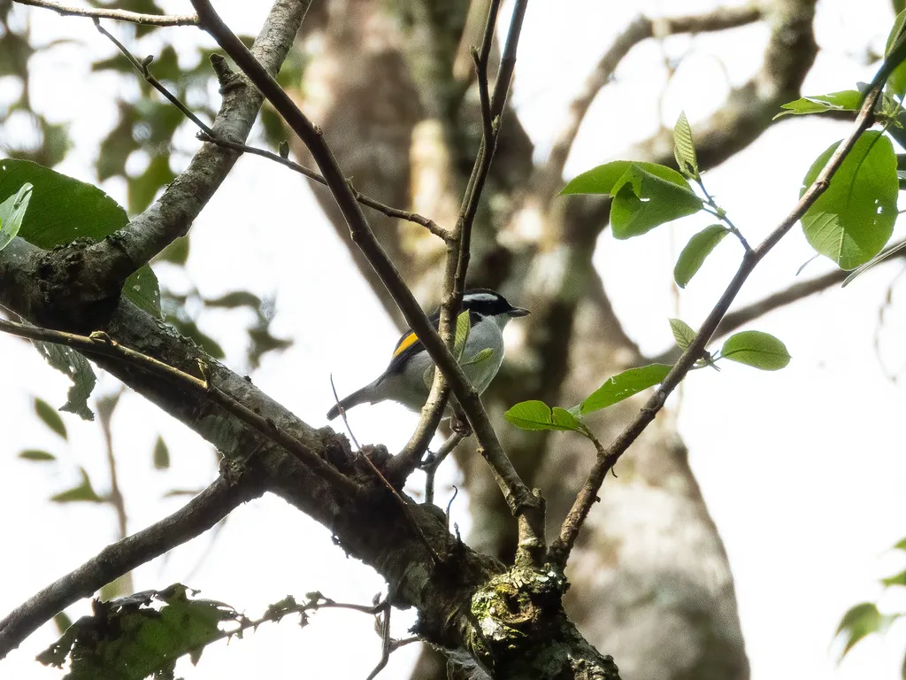 爪哇红翅鵙鹛(Pteruthius flaviscapis)
