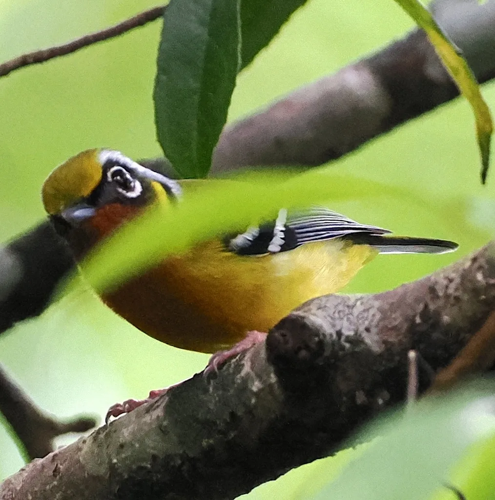 栗喉鵙鹛(Pteruthius melanotis)
