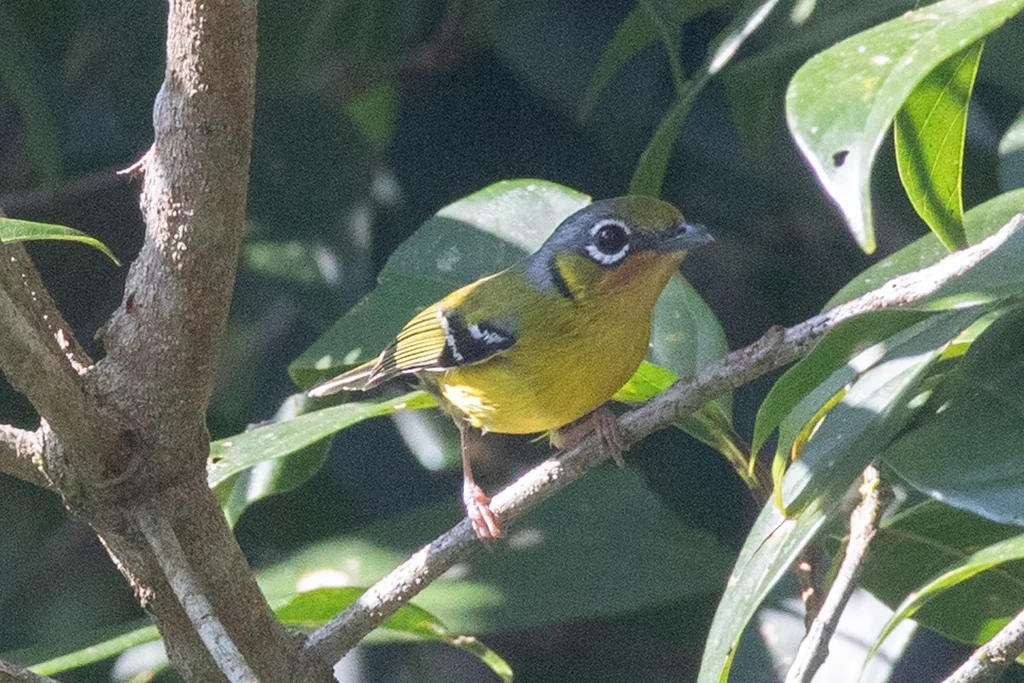 栗喉鵙鹛(Pteruthius melanotis)