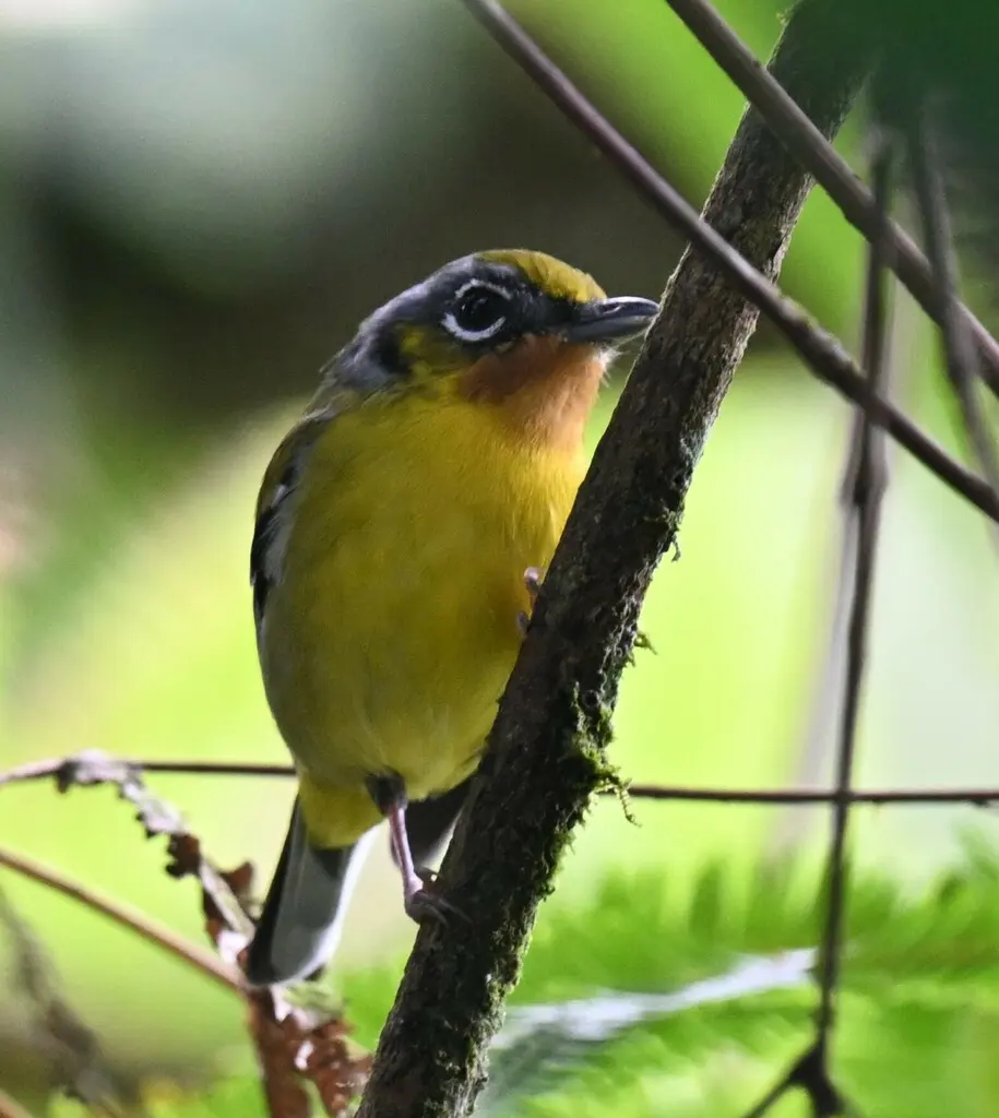 栗喉鵙鹛(Pteruthius melanotis)