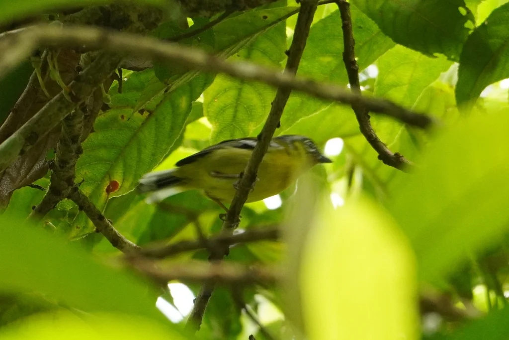 栗喉鵙鹛(Pteruthius melanotis)