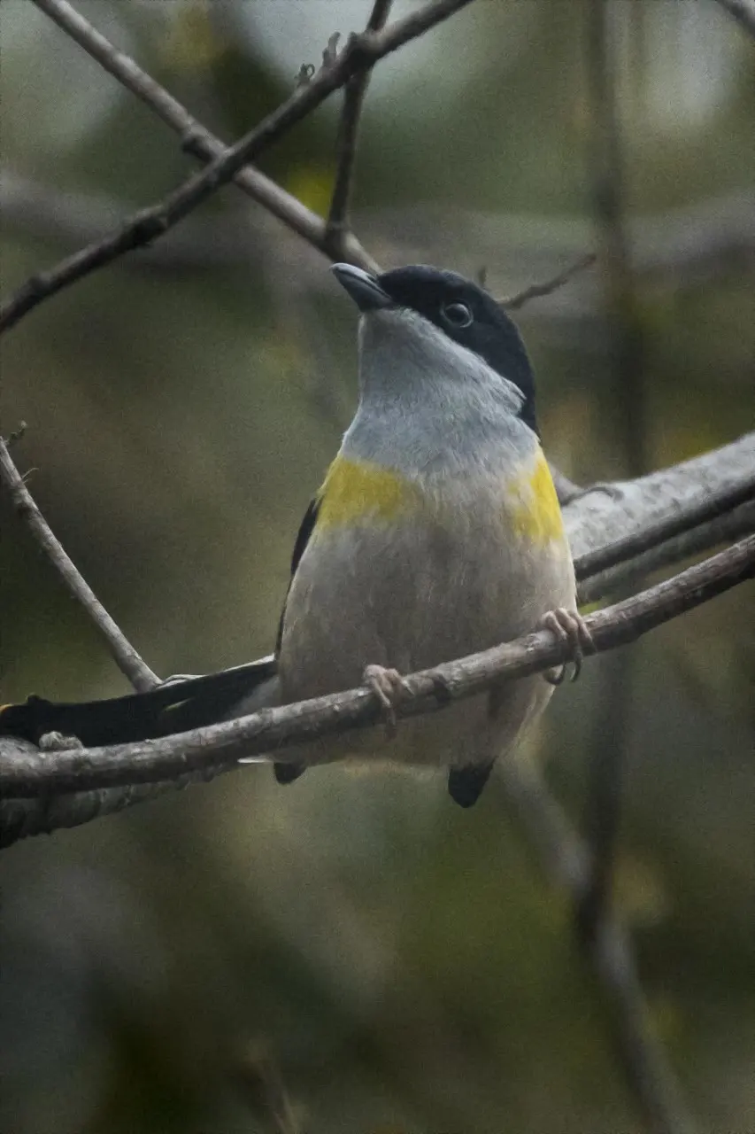 棕腹鵙鹛(Pteruthius rufiventer)
