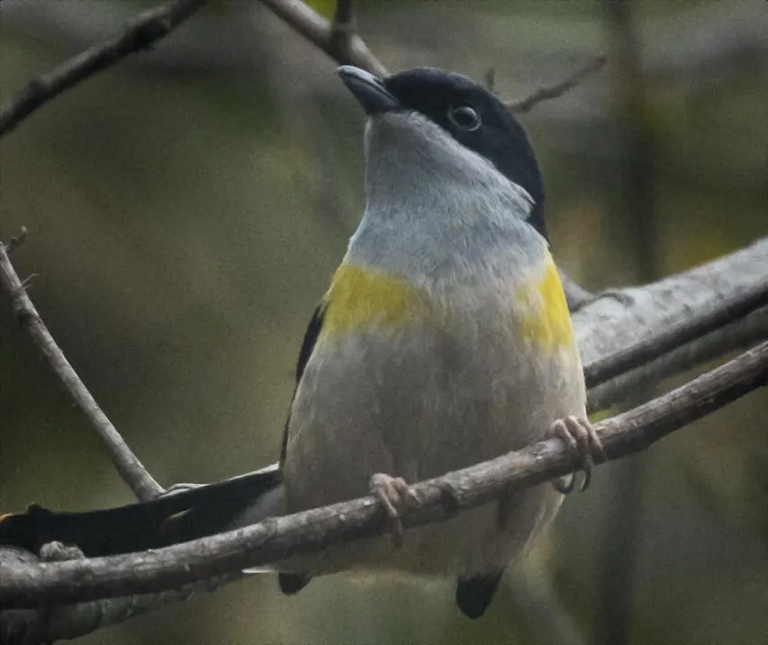 棕腹鵙鹛(Pteruthius rufiventer)
