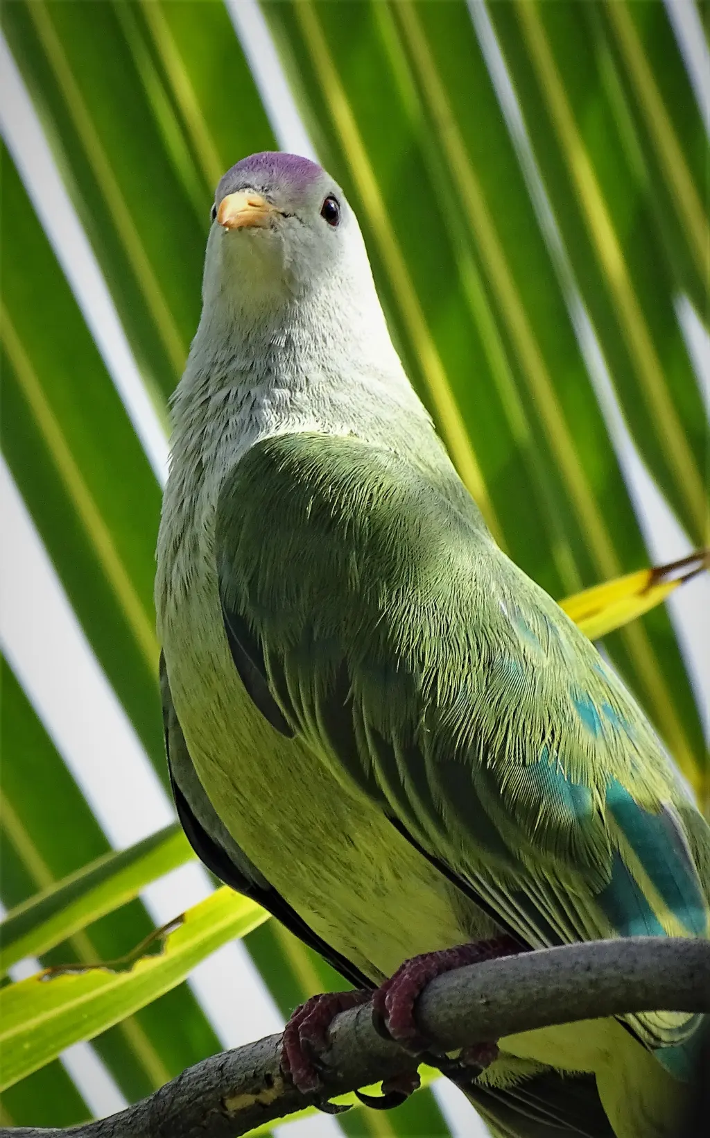 土岛果鸠(Ptilinopus coralensis)