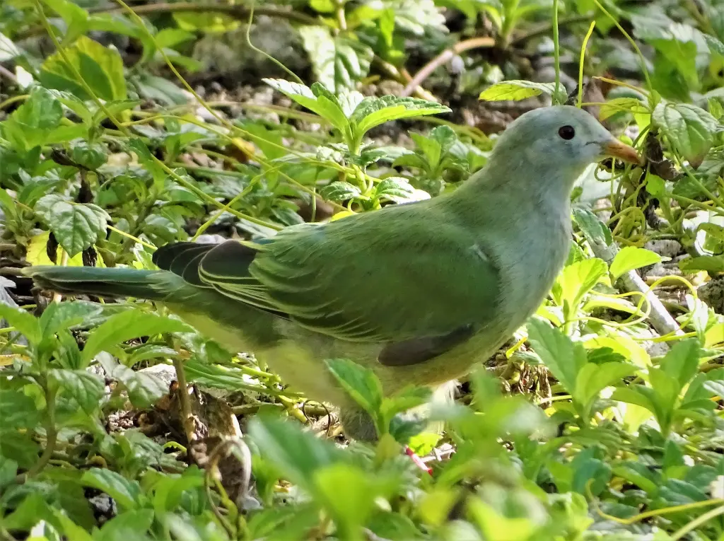 土岛果鸠(Ptilinopus coralensis)