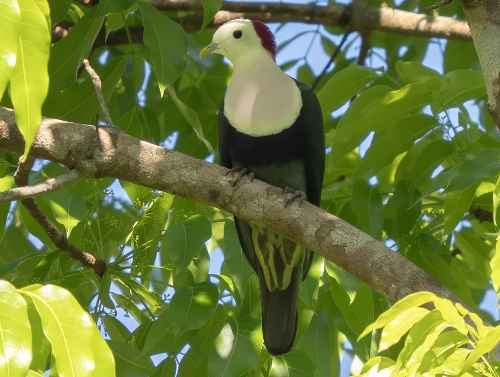 红枕果鸠(Ptilinopus dohertyi)