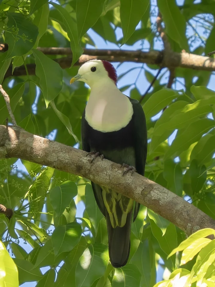 红枕果鸠(Ptilinopus dohertyi)