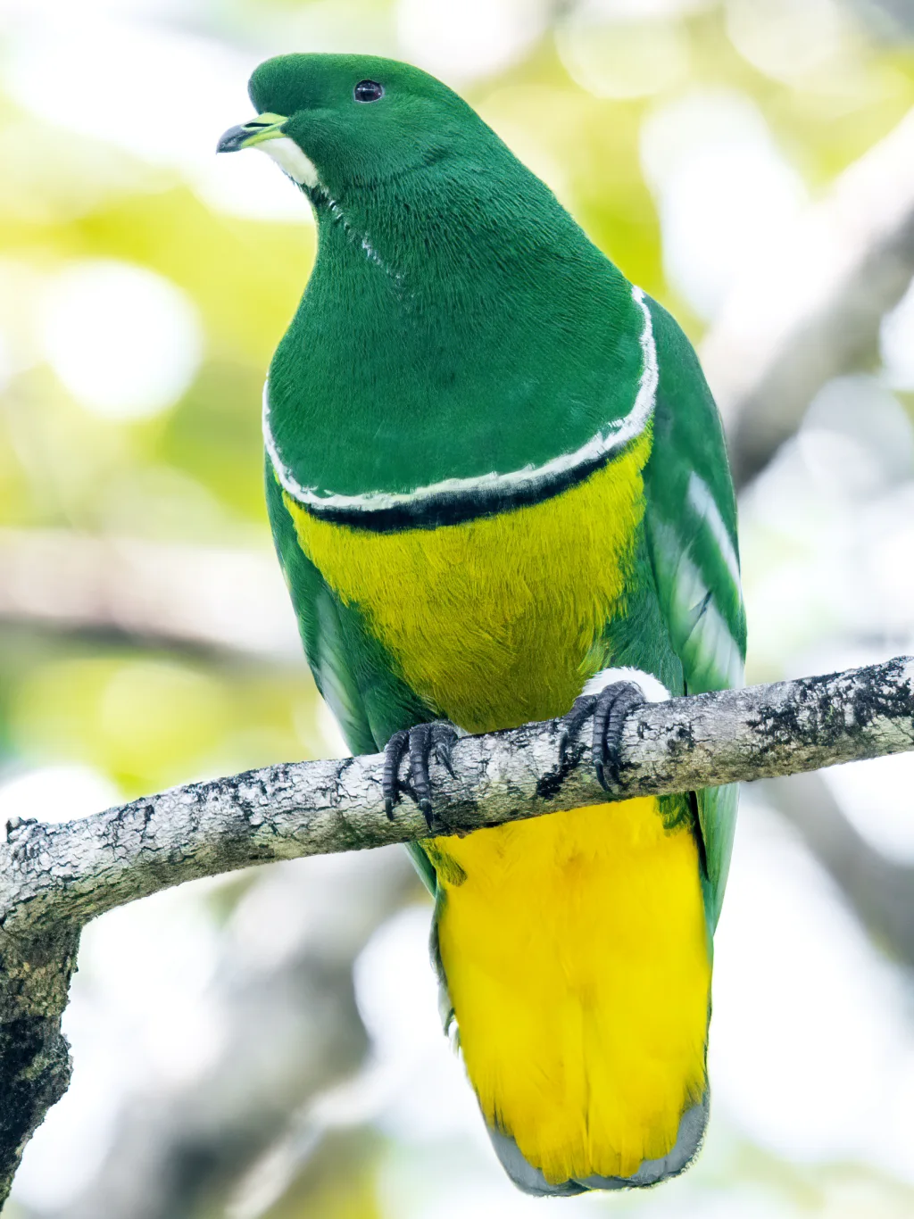 散羽鸠(Ptilinopus holosericea)