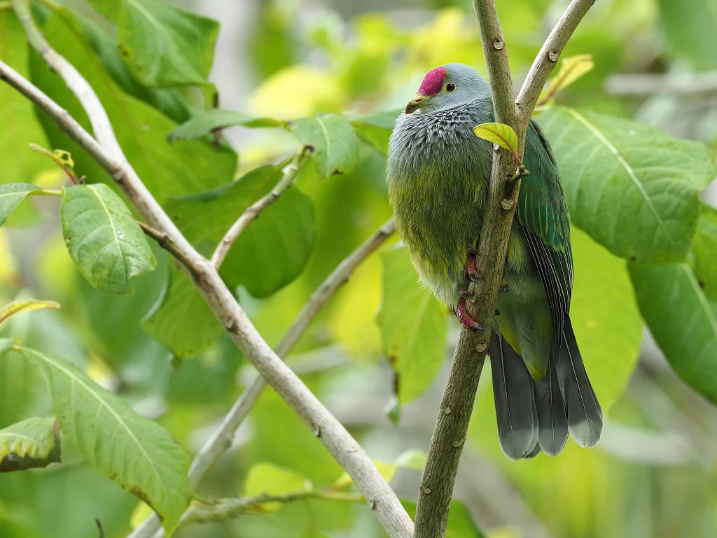亨岛果鸠(Ptilinopus insularis)