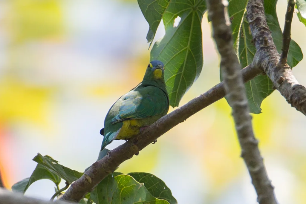 蓝顶果鸠(Ptilinopus monacha)