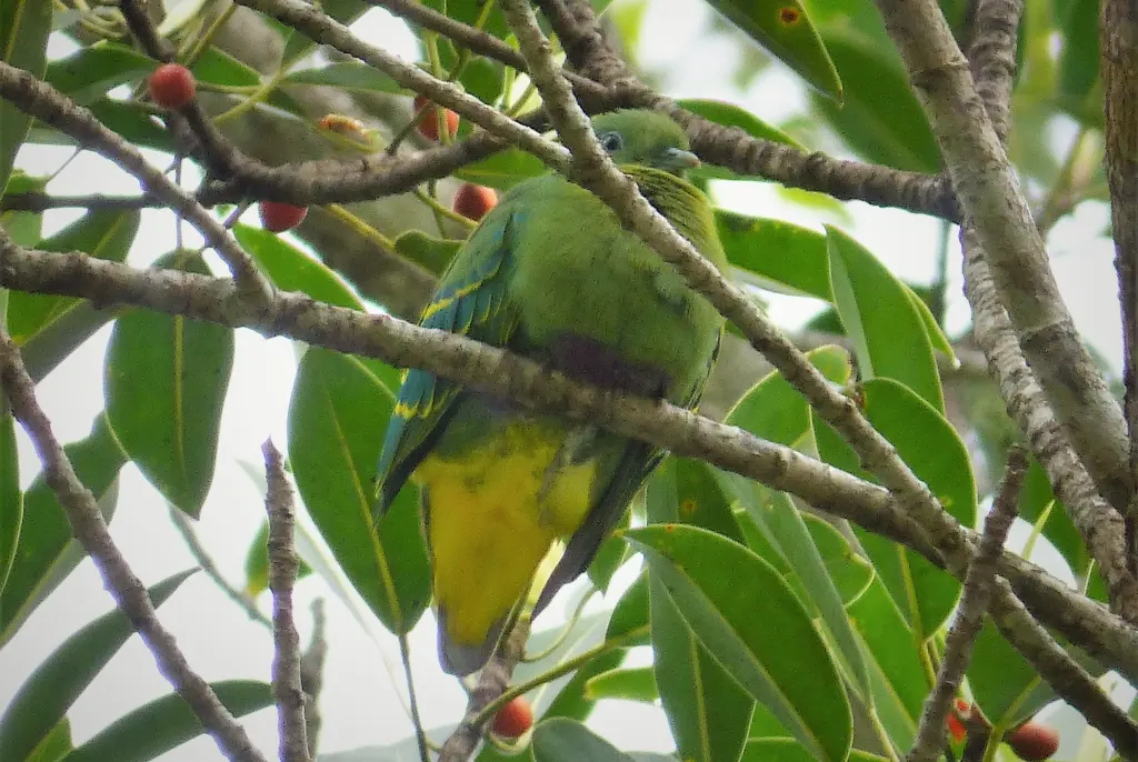 小绿果鸠(Ptilinopus nainus)