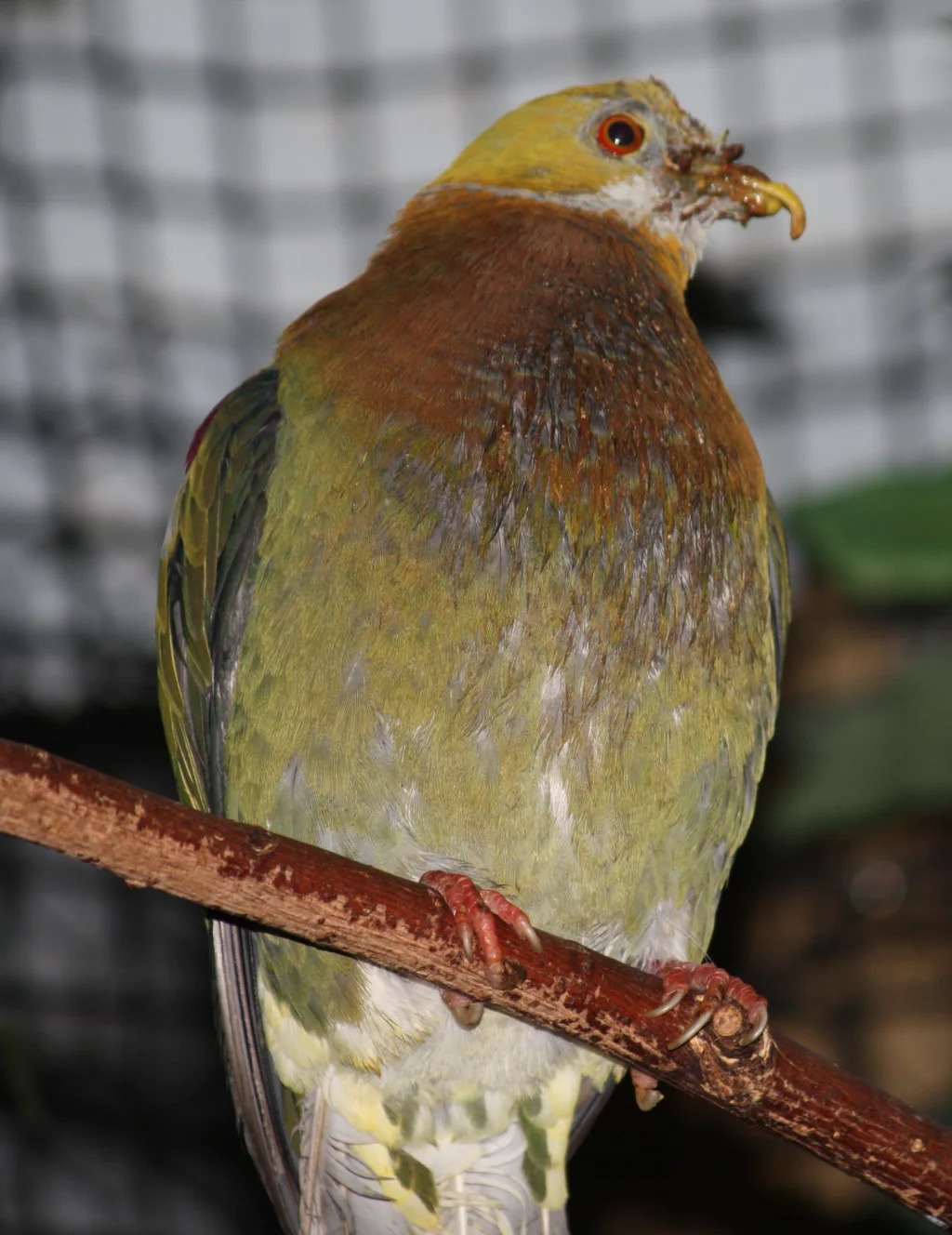 丽色果鸠(Ptilinopus ornatus)