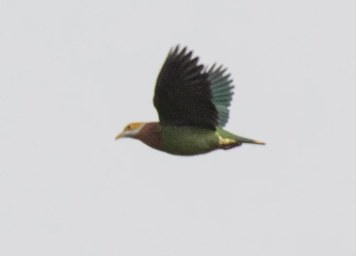 丽色果鸠(Ptilinopus ornatus)