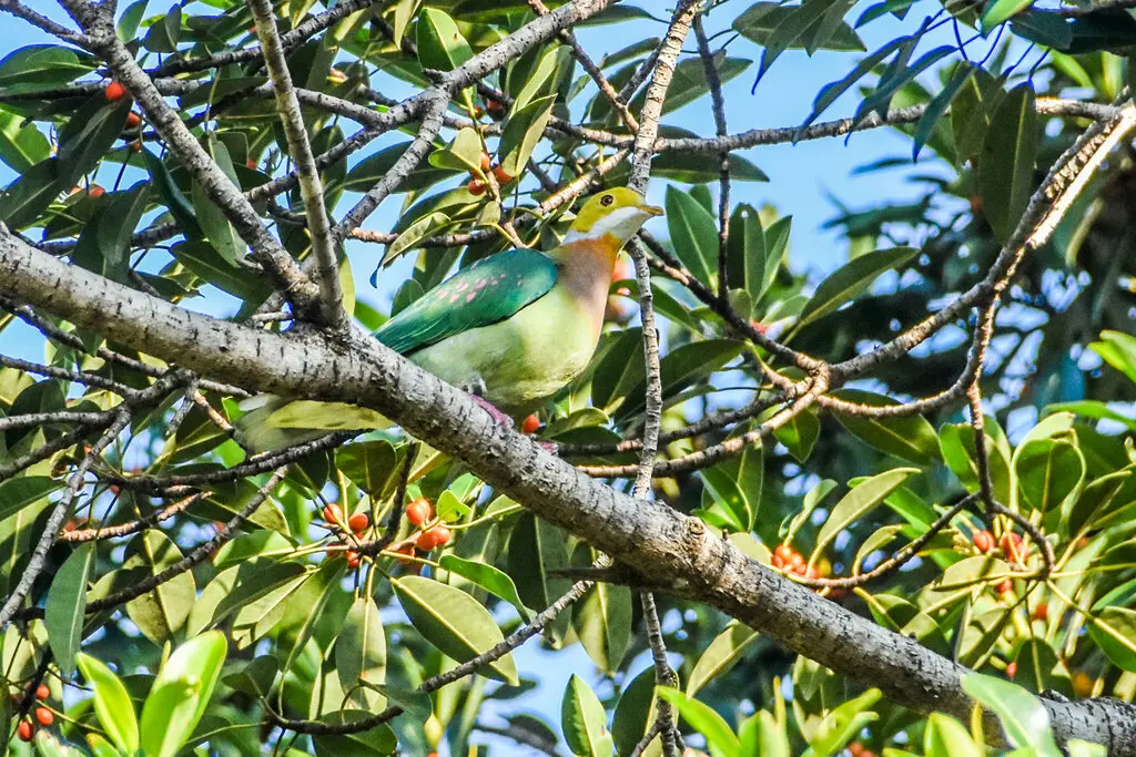 粉斑果鸠(Ptilinopus perlatus)