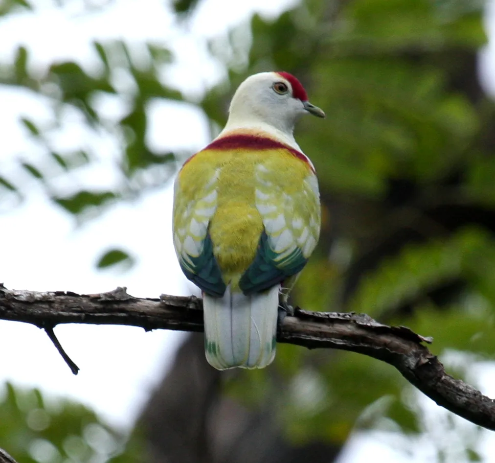 多色果鸠(Ptilinopus perousii)