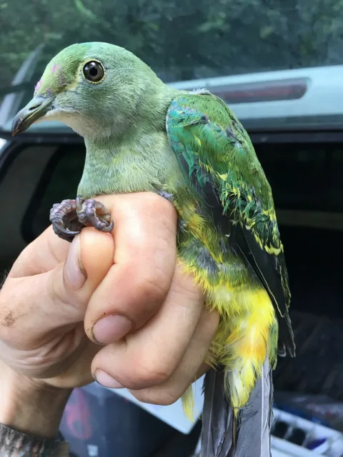 紫顶果鸠